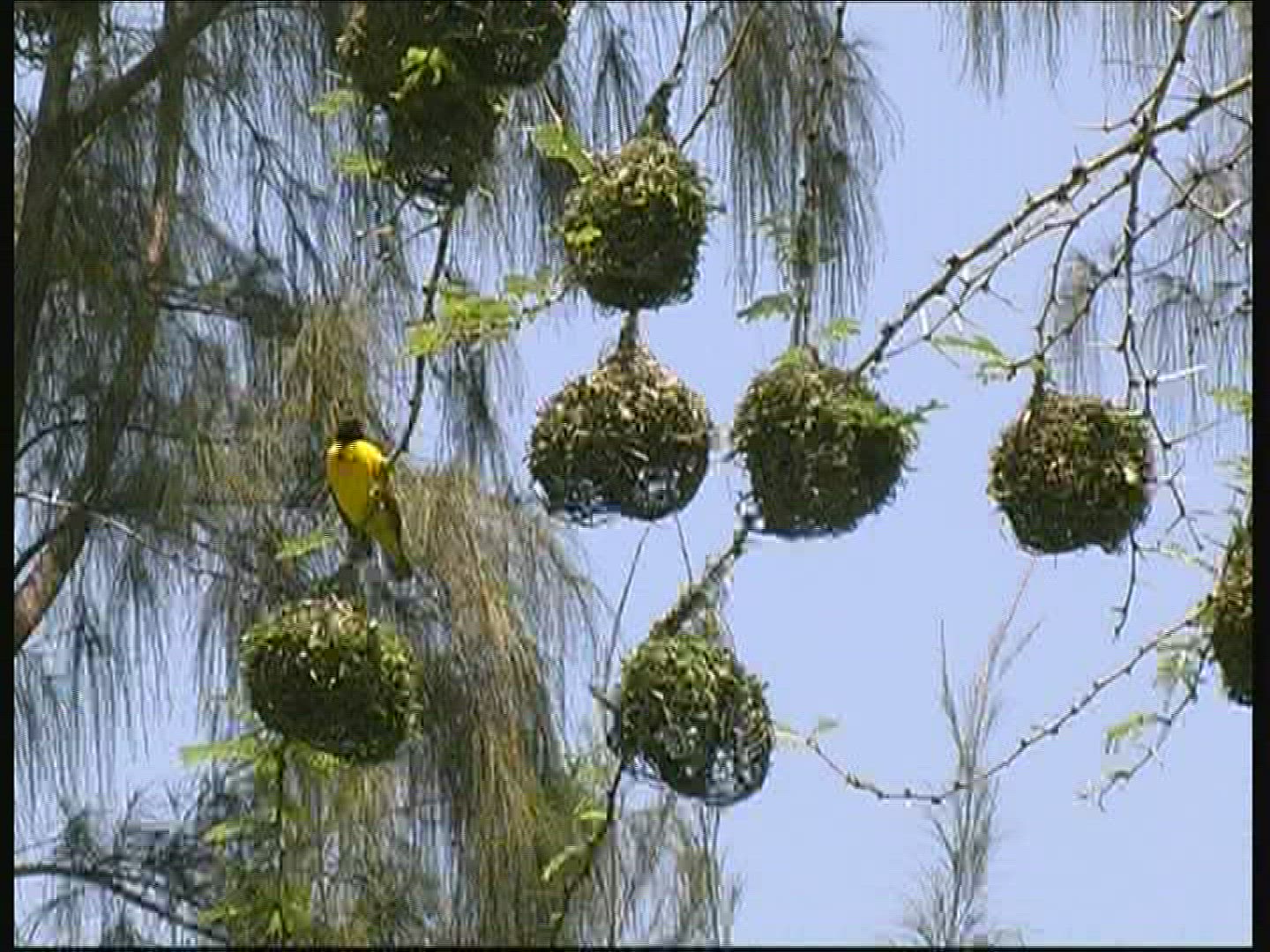 138103099 / Masked Weaver / Nest / Kenya