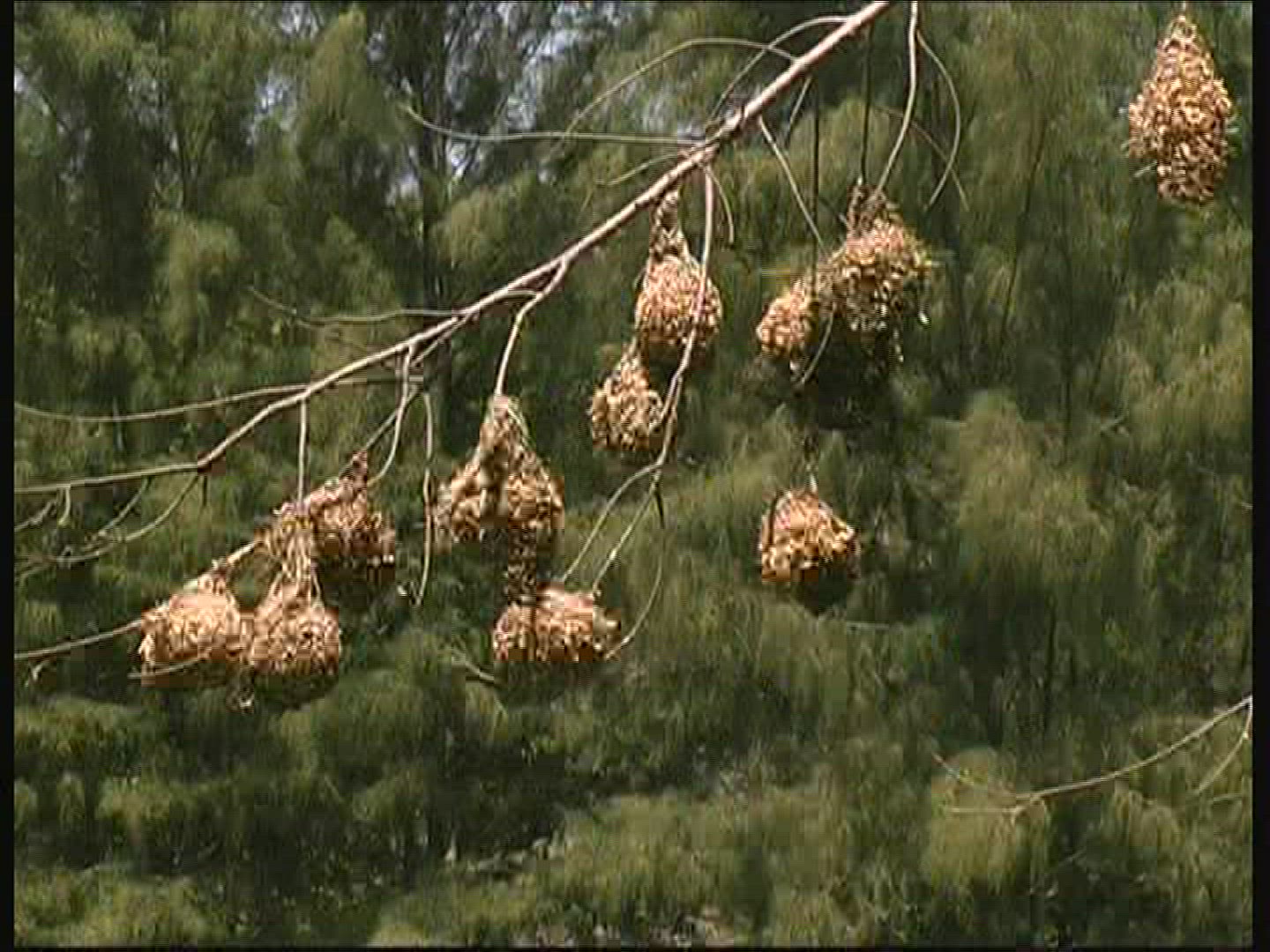 970915714 / Masked Weaver / Nest / Kenya