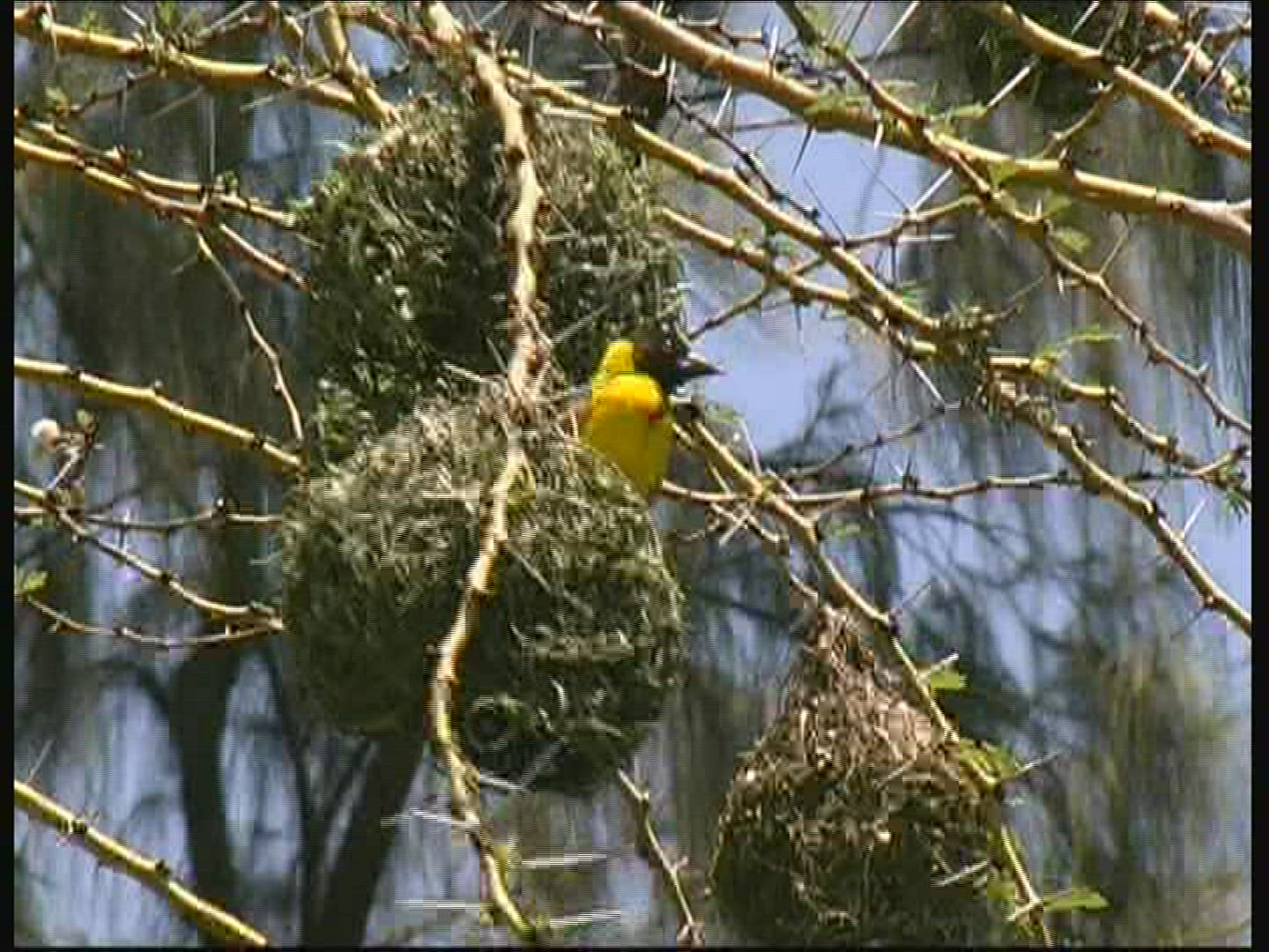 656463476 / Masked Weaver / Nest / Kenya