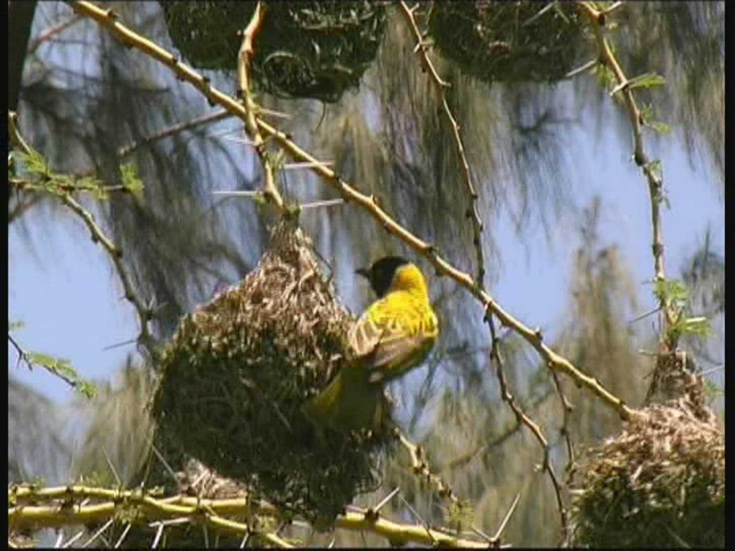 254312591 / Masked Weaver / Nest / Kenya