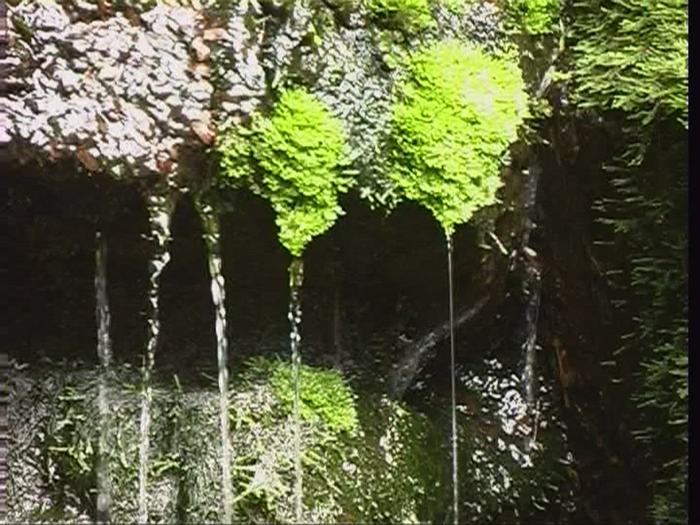 697017157 / Moss / Water
