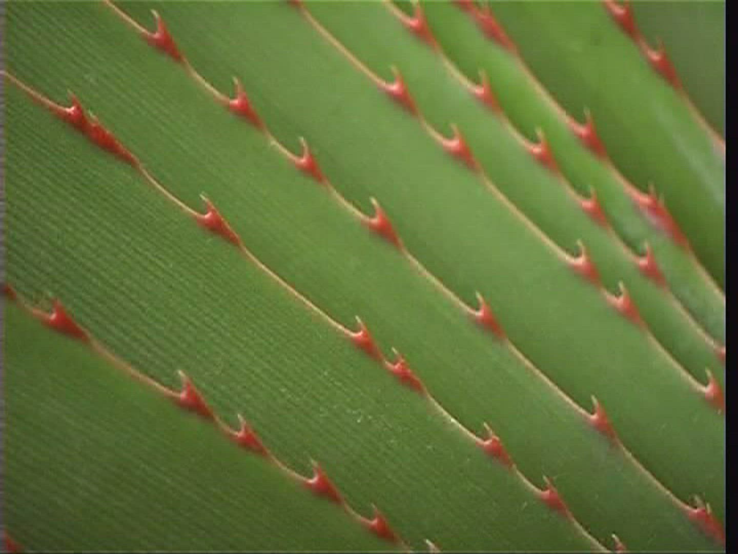 944472001 / Palm Leaf / Thorn