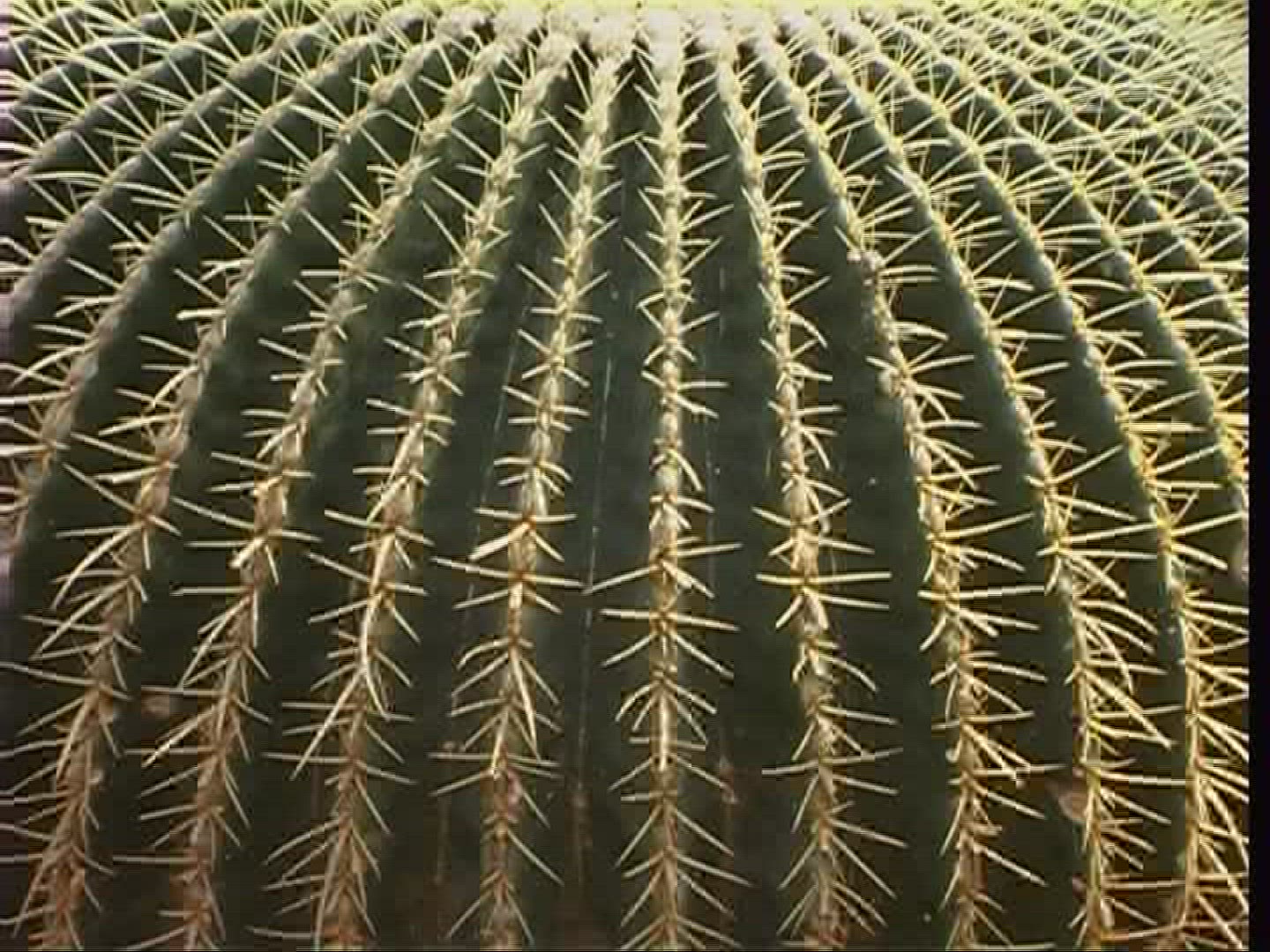 102570137 / Cactus / Thorn