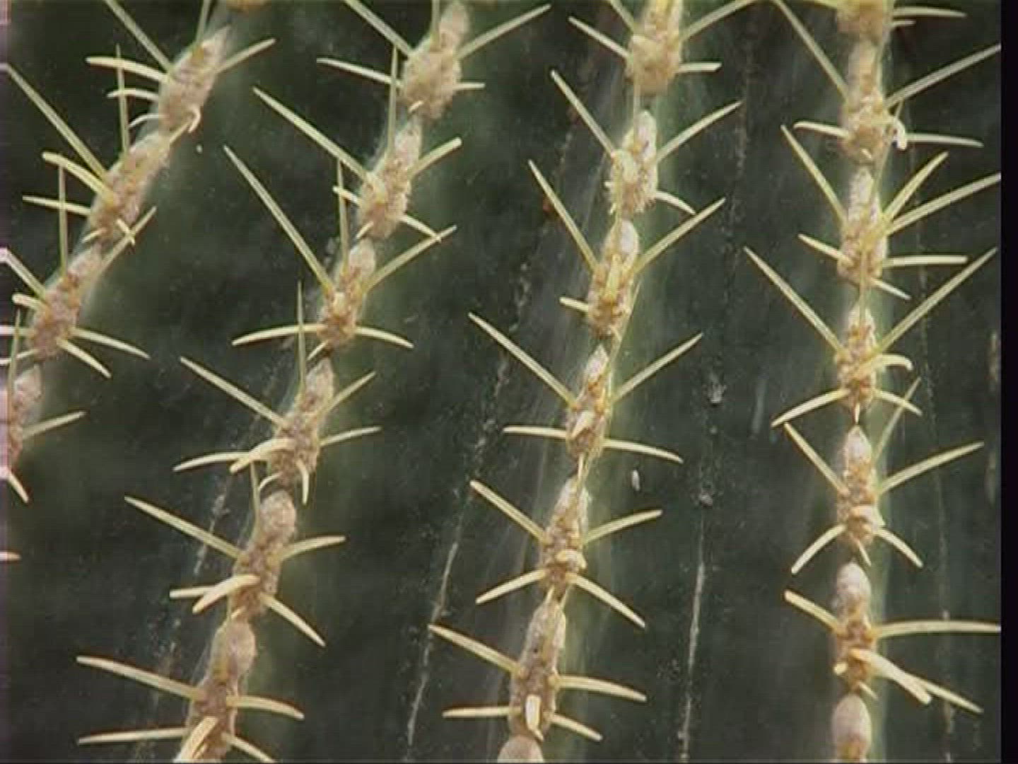 586239198 / Cactus / Thorn