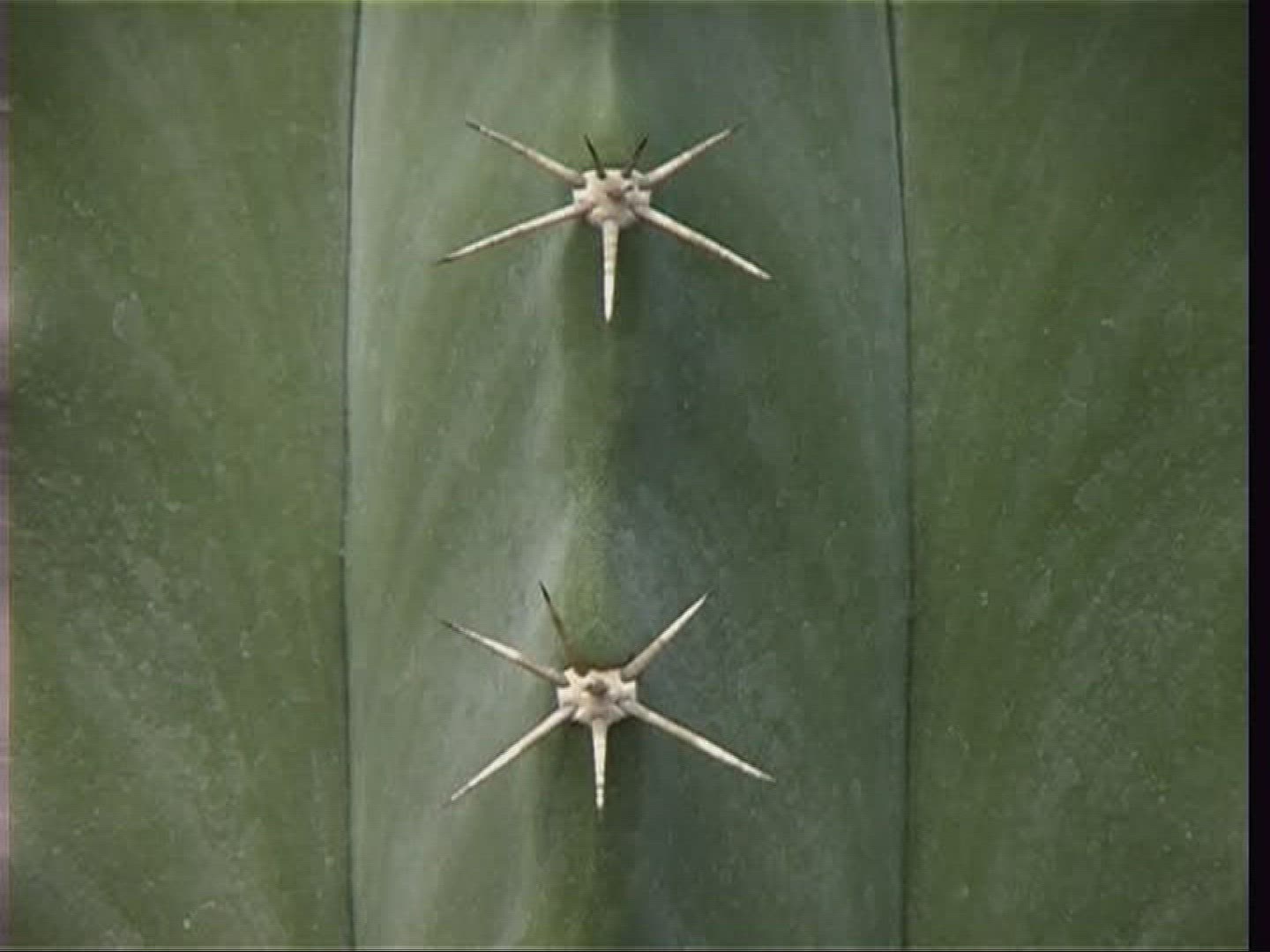 950615731 / Cactus / Thorn