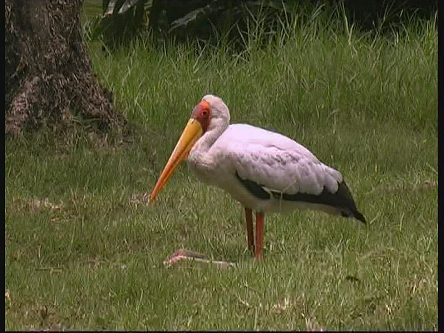 925295032 / Yellow-billed Stork / Kenya
