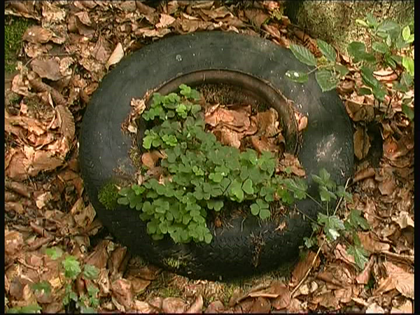 217428684 / Car Tire / Environmental Pollution / Germany