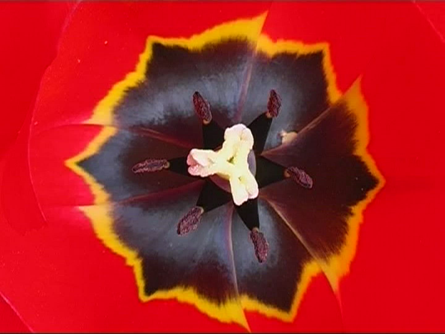 425259444 / Tulip / Blossom