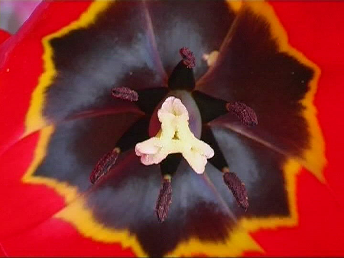 846905331 / Tulip / Blossom