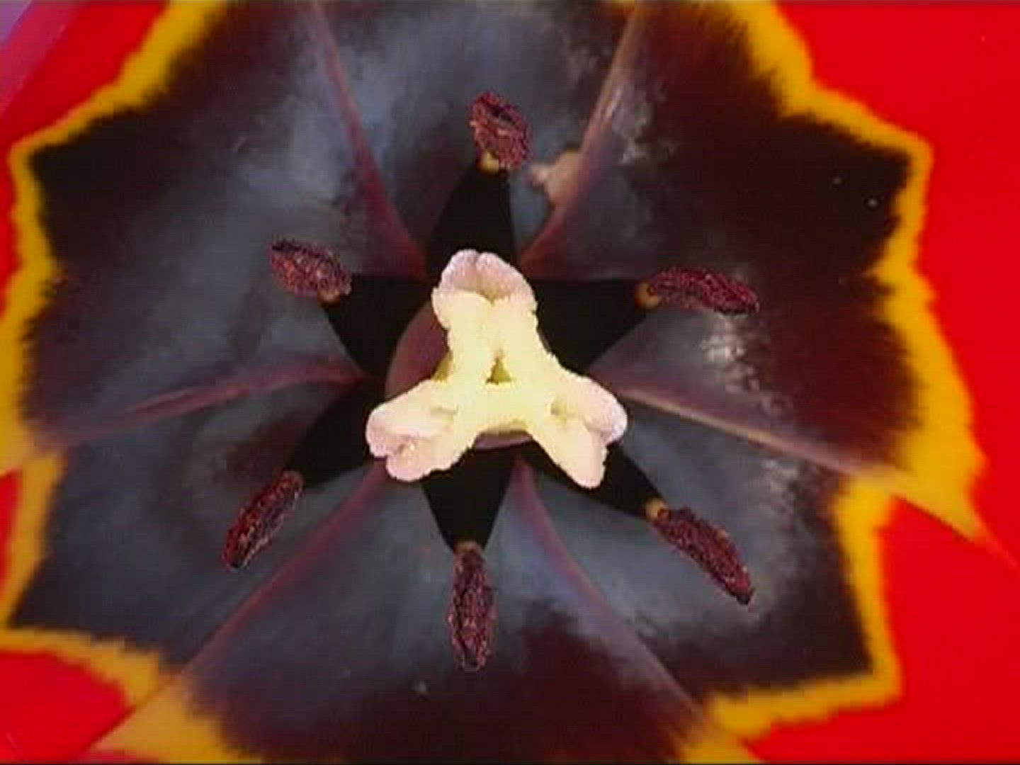 900074613 / Tulip / Blossom