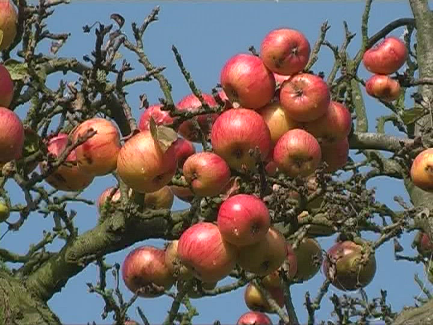 609092598 / Apple / Apple Tree / Germany