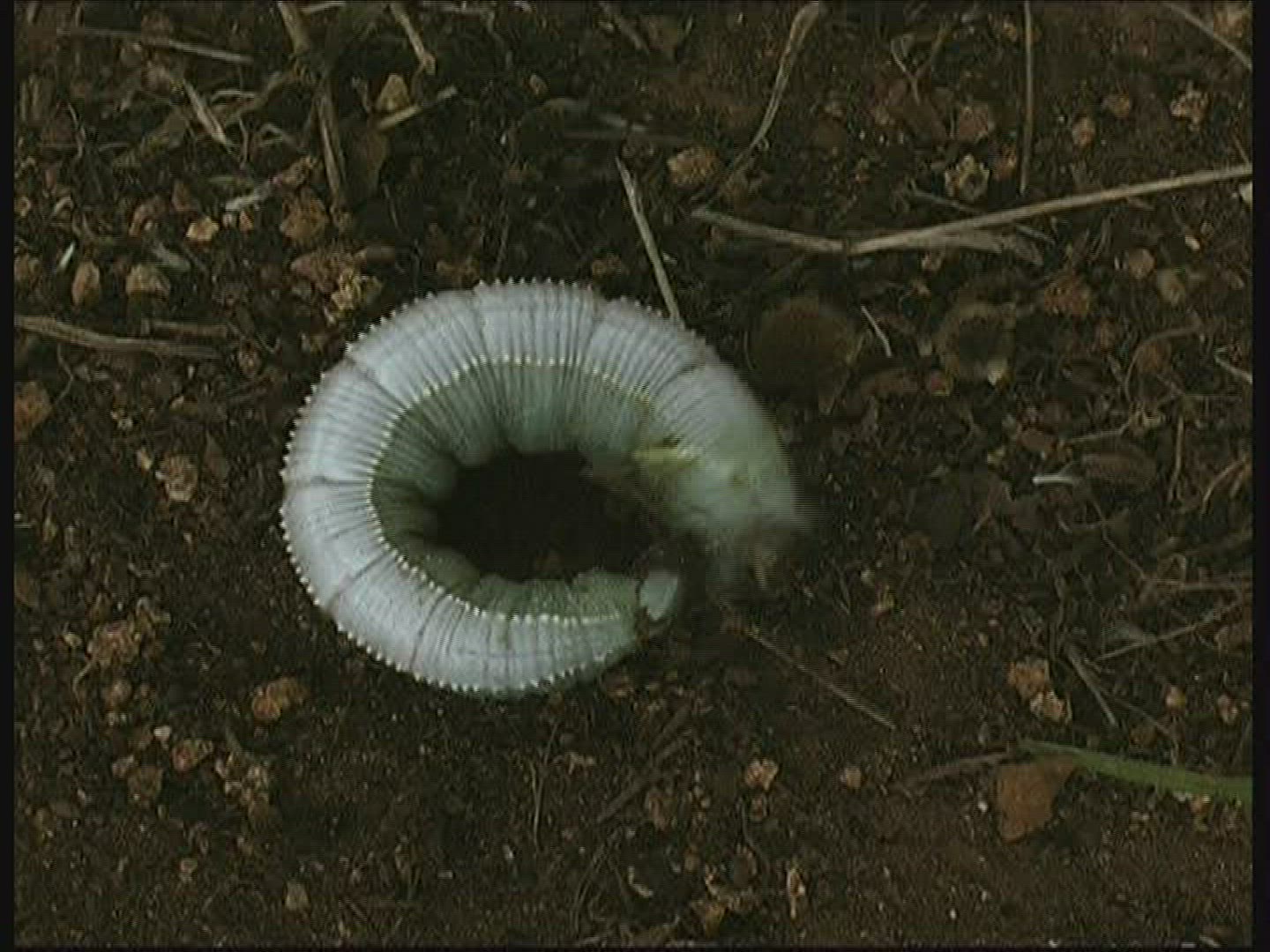 390894169 / Caterpillar / Kenya