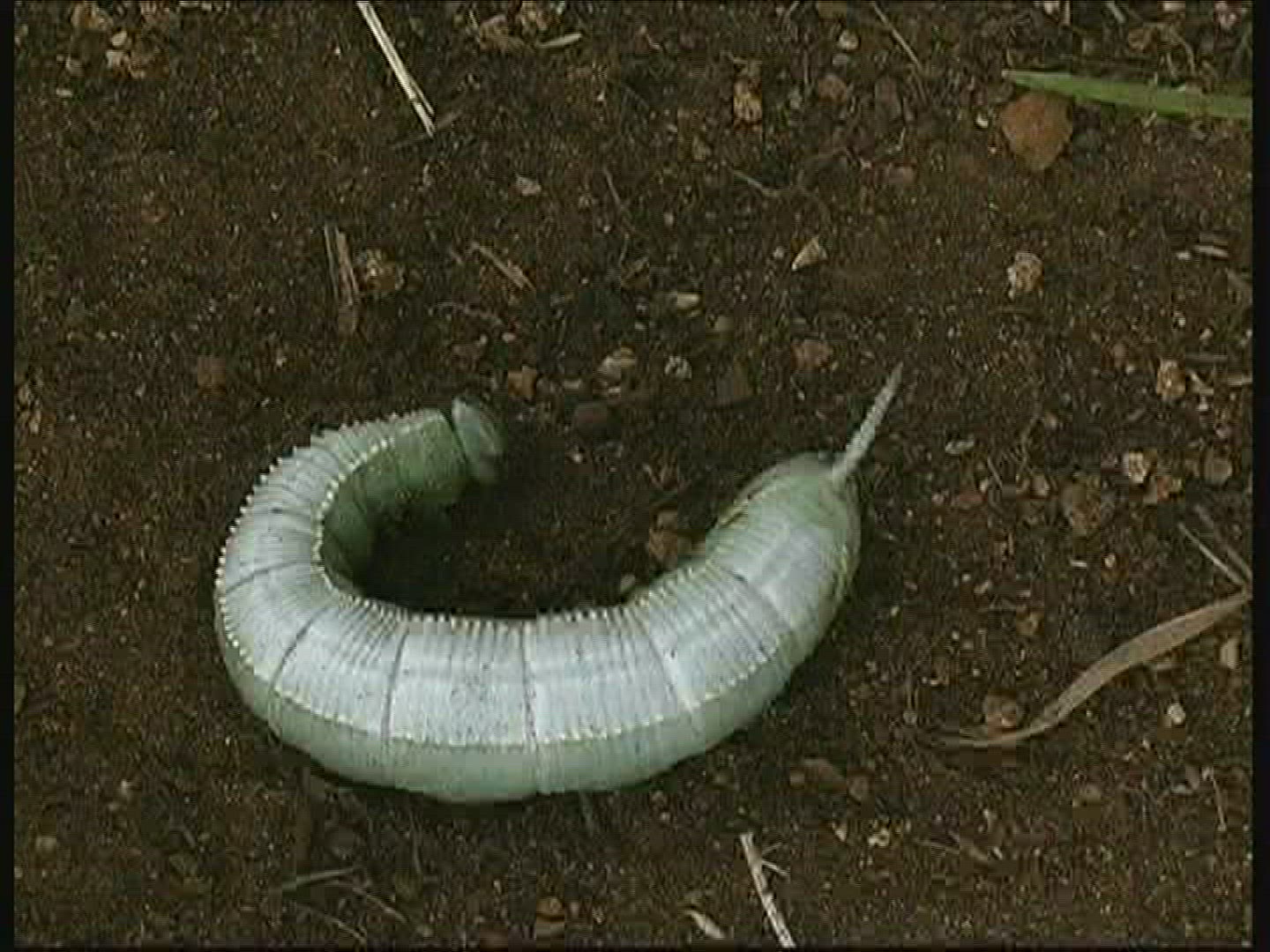 165141492 / Caterpillar / Kenya