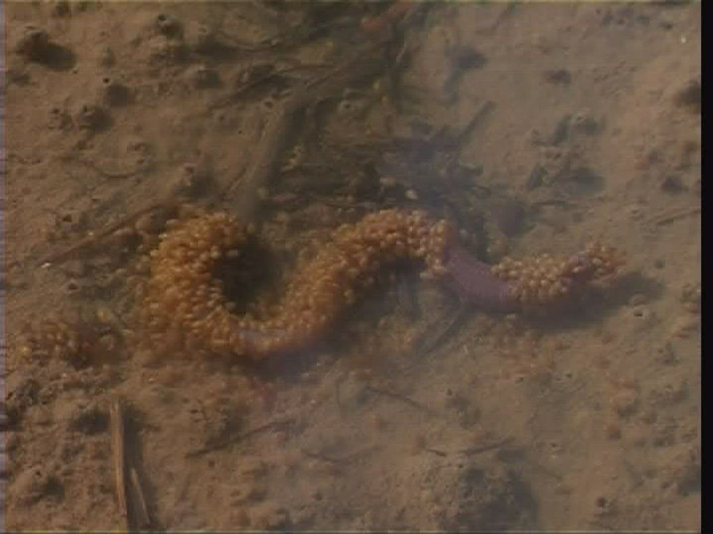 264431126 / Earthworm / Swarm of Insects / Germany