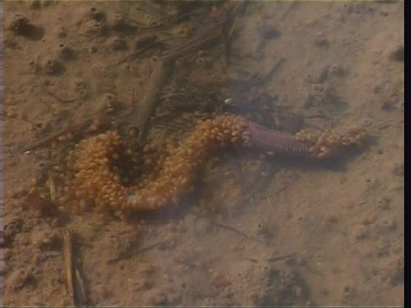 713349673 / Earthworm / Swarm of Insects / Germany