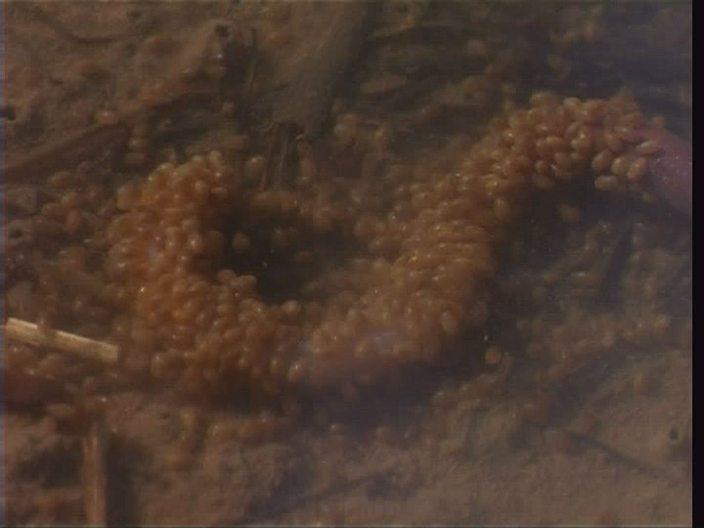 570763429 / Earthworm / Swarm of Insects / Germany