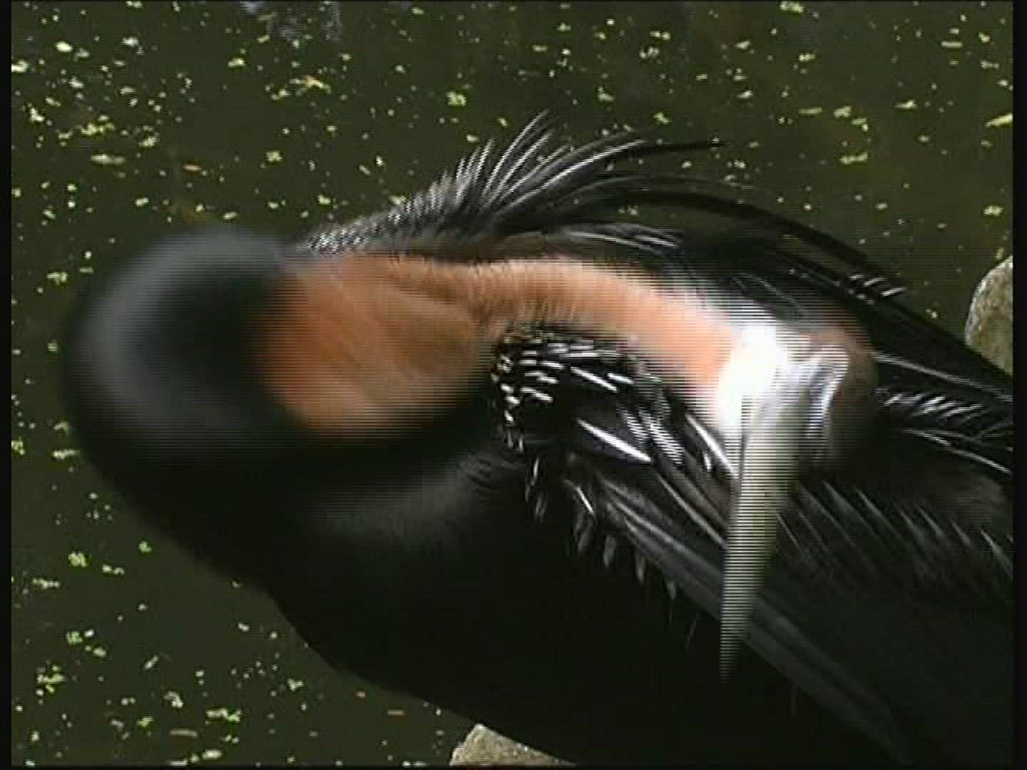 248164648 / Darter / Netherlands