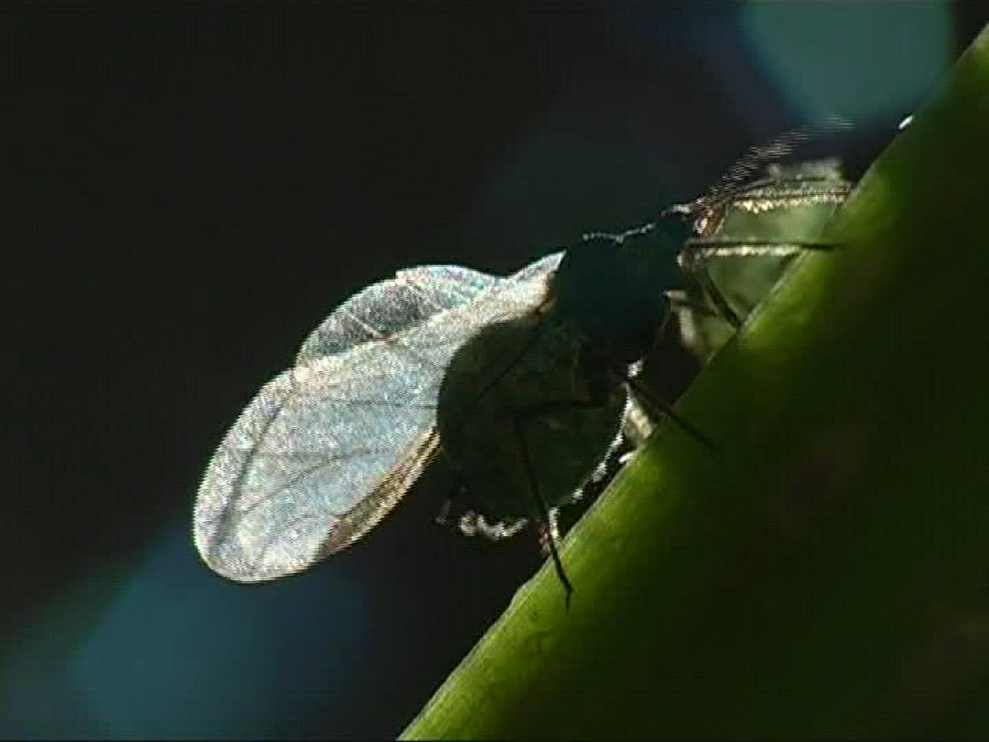 931538181 / Aphid / Germany