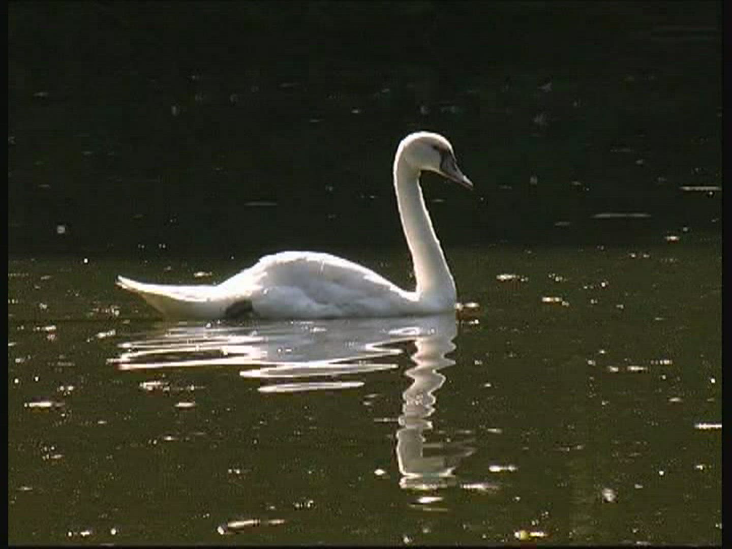 767570819 / Mute Swan / Swimming / Germany