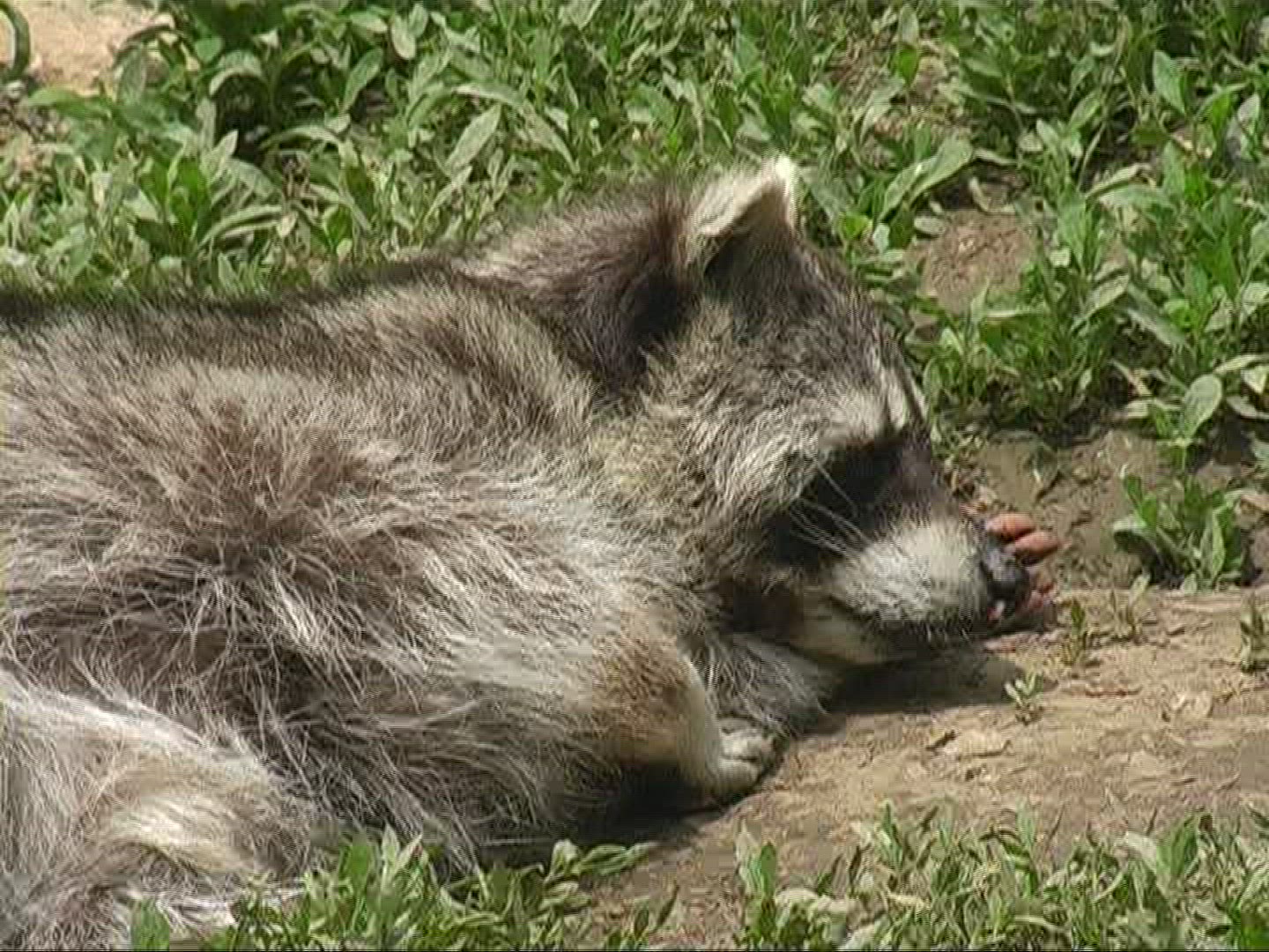 449307910 / Racoon / Wildlife Park / Germany