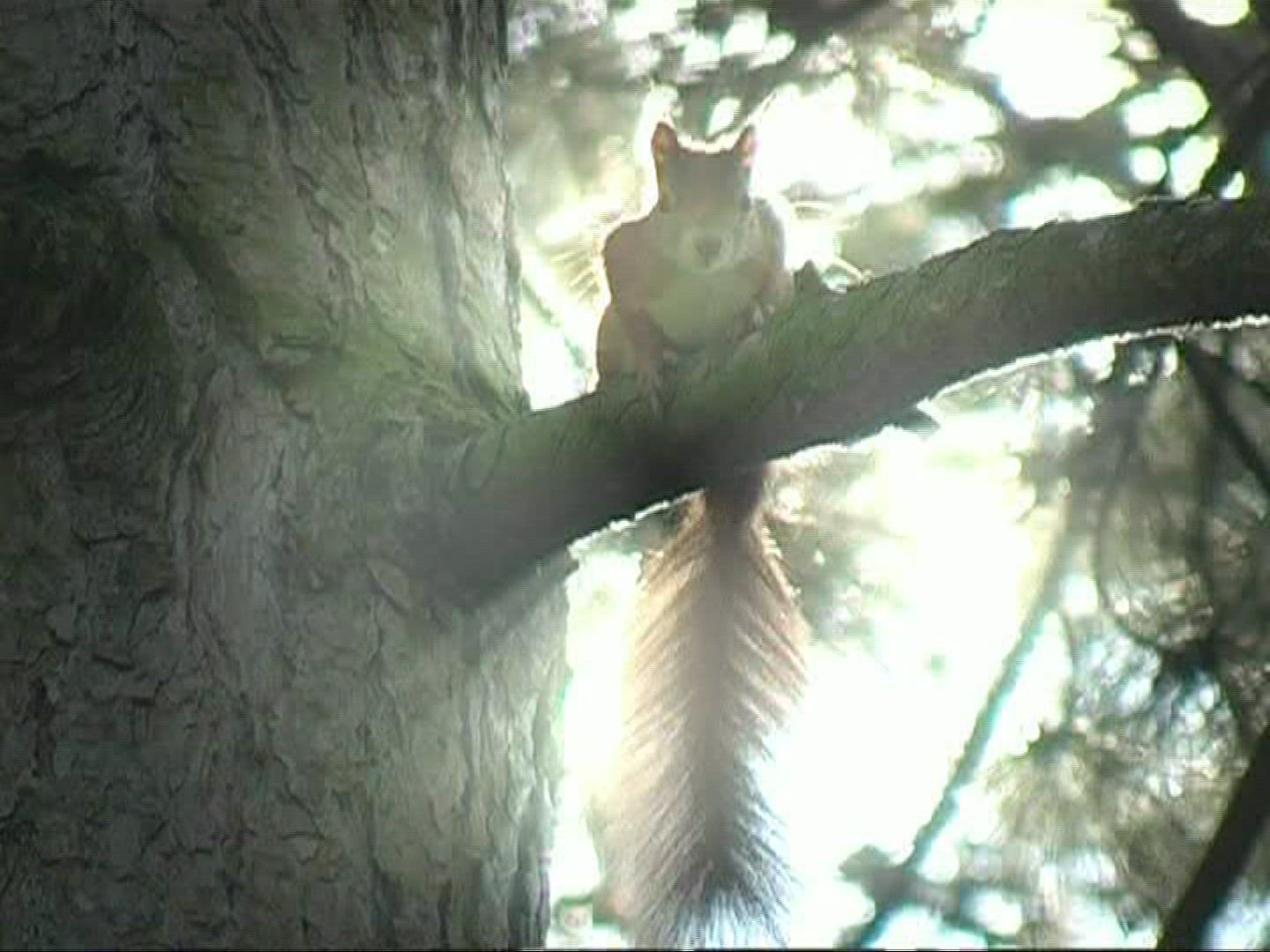 533996943 / Squirrel / Limb / Germany