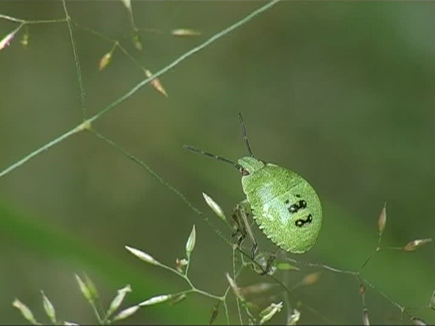 798235589 / Bug / Stipe / Germany