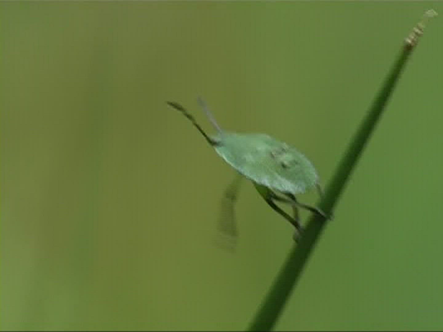 202554215 / Bug / Stipe / Germany