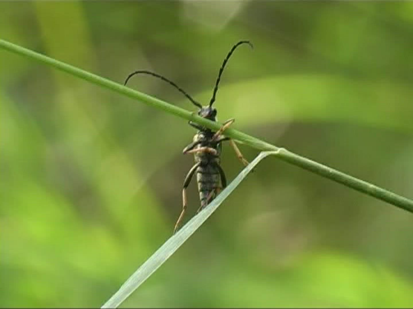 861939640 / Beetle / Stipe / Germany