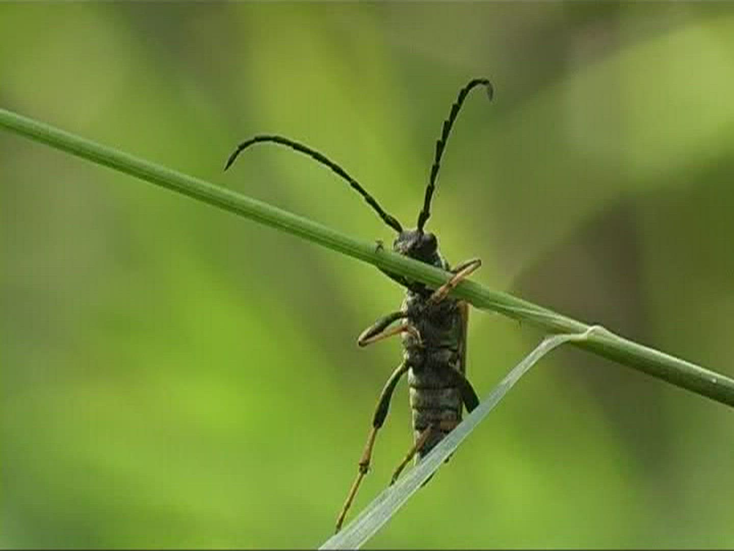 546987234 / Beetle / Stipe / Germany