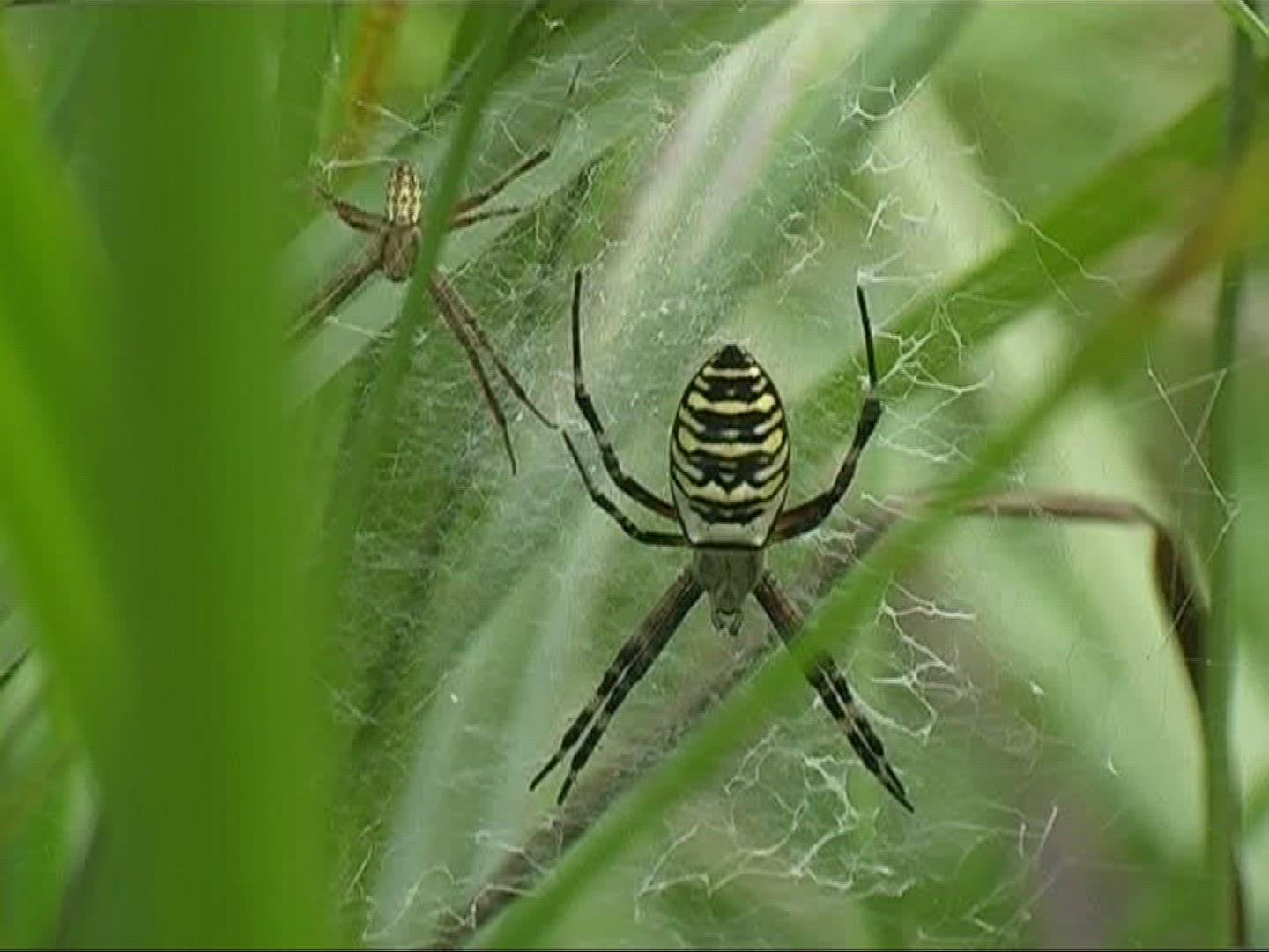 179374625 / Black-and-yellow Garden Spider / Female / Germany