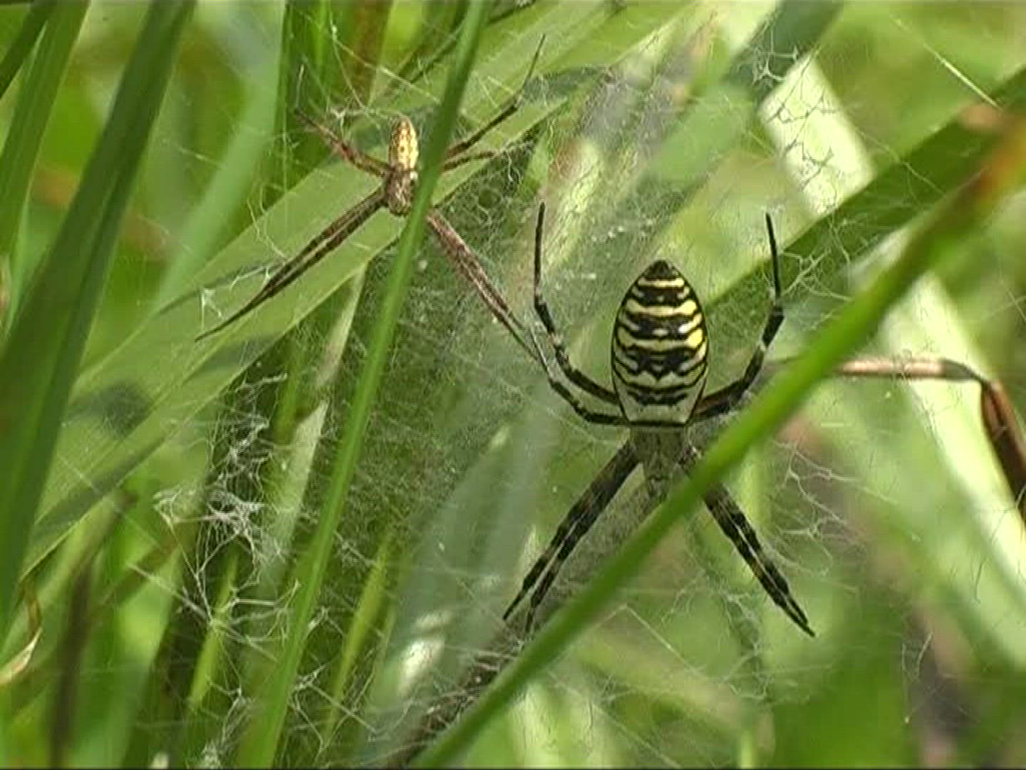 691164292 / Black-and-yellow Garden Spider / Female / Germany