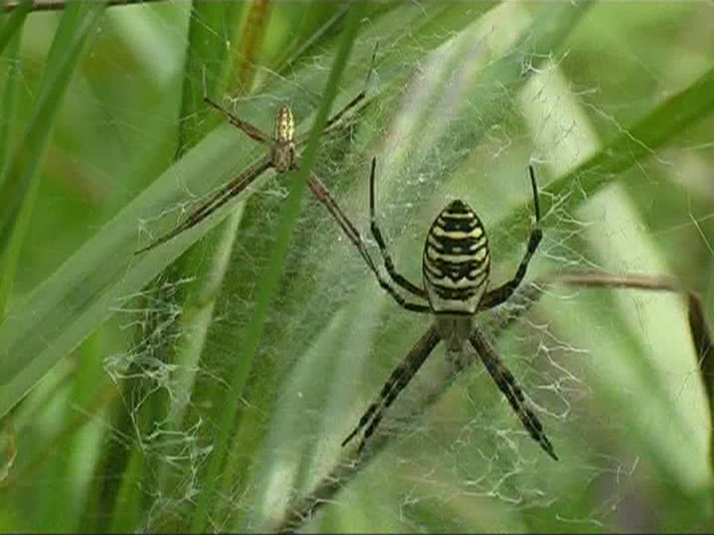 528314554 / Black-and-yellow Garden Spider / Female / Germany