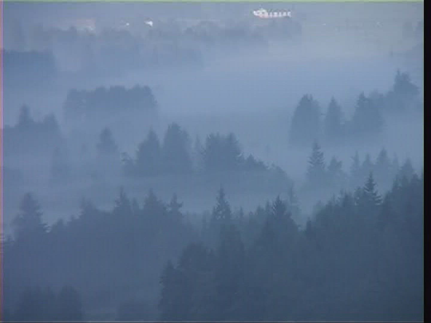 912824525 / Coniferous Forest / Fog / Austria