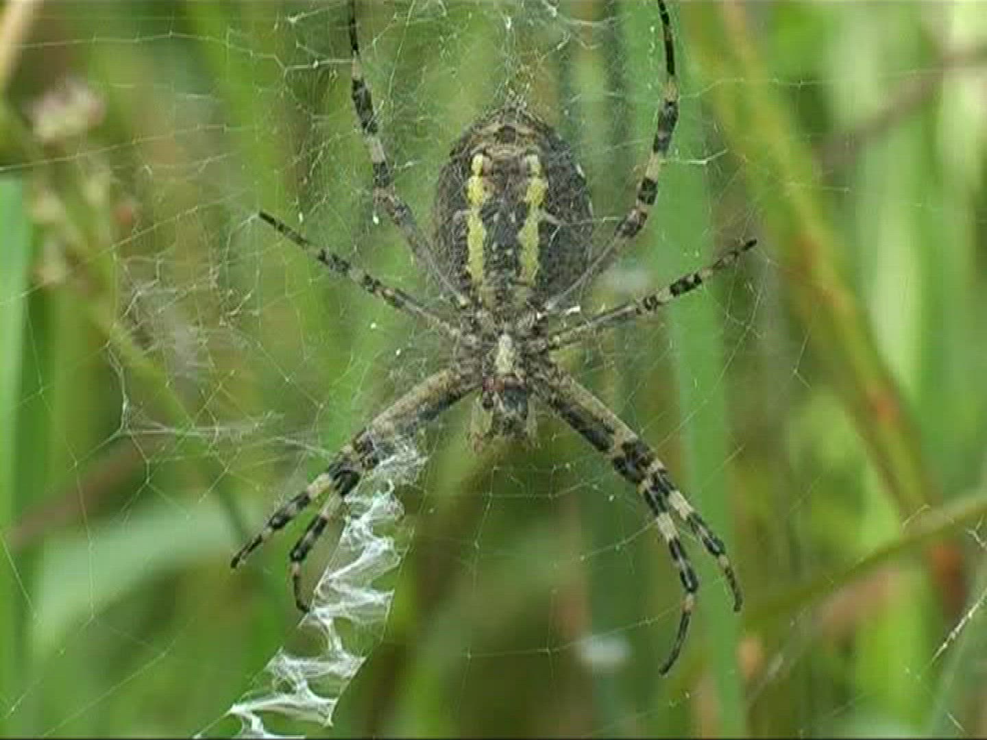 235254612 / Black-and-yellow Garden Spider / Female / Germany