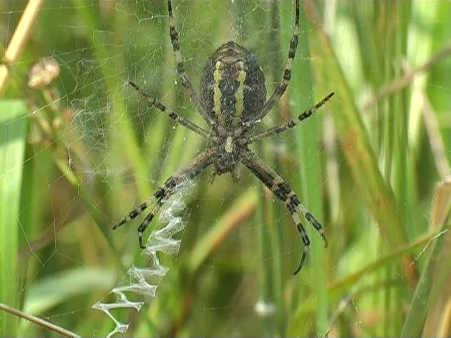 707087585 / Black-and-yellow Garden Spider / Female / Germany
