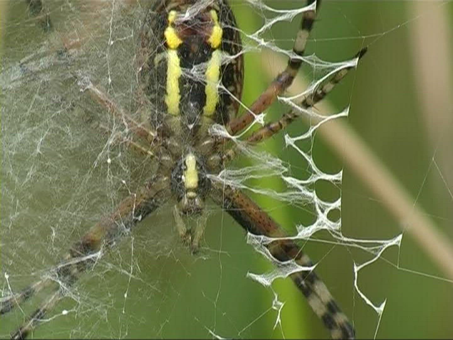 279626035 / Black-and-yellow Garden Spider / Female / Germany
