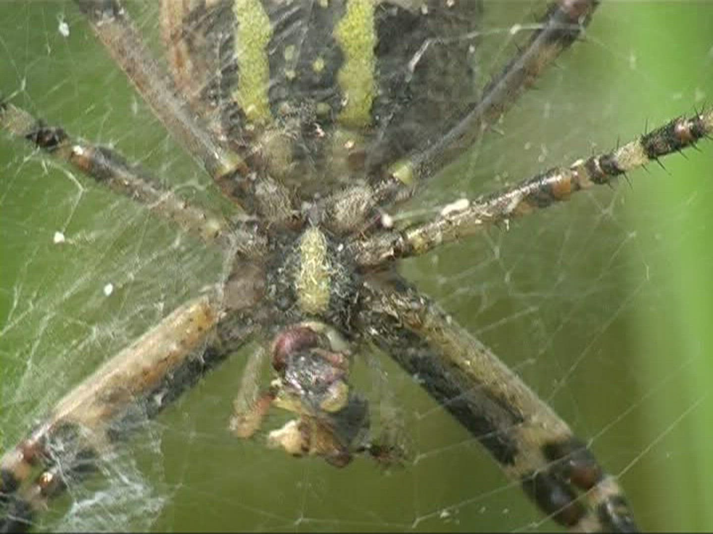 152045325 / Black-and-yellow Garden Spider / Female / Germany