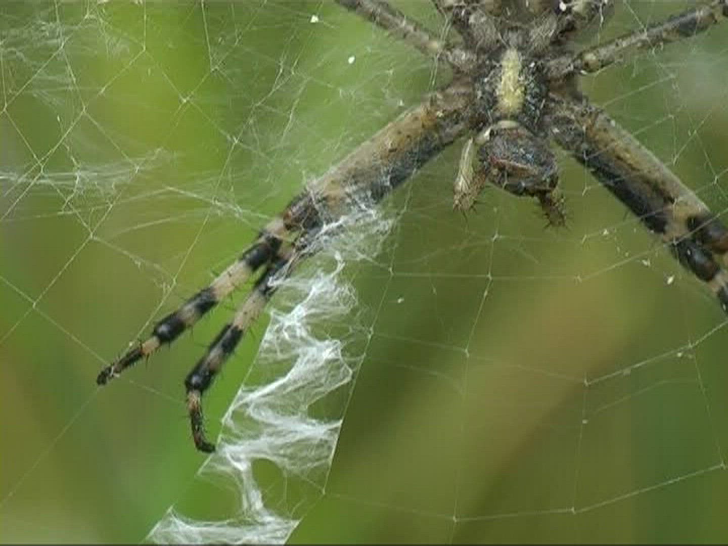 331566383 / Black-and-yellow Garden Spider / Female / Germany
