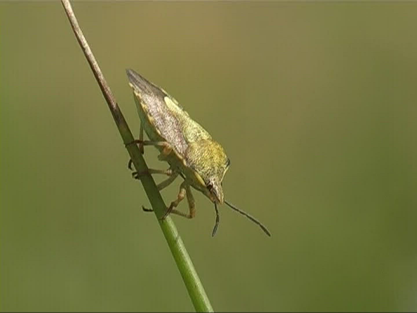 992921544 / Bug / Stipe / Germany