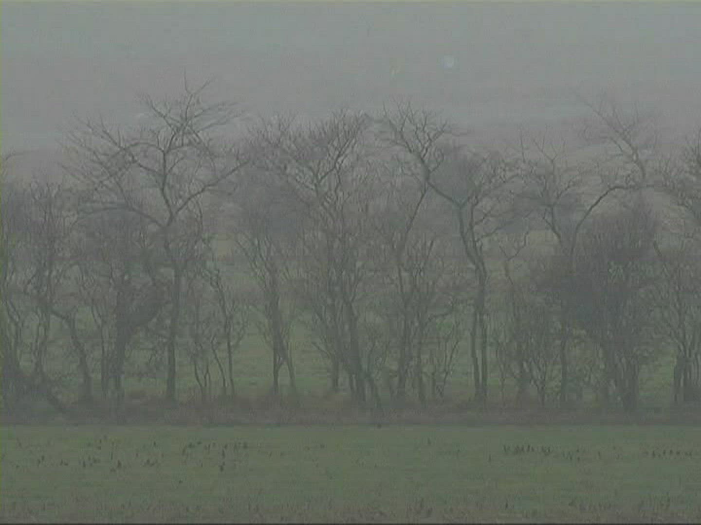 283279594 / Tree / Silhouette / Fog / Germany