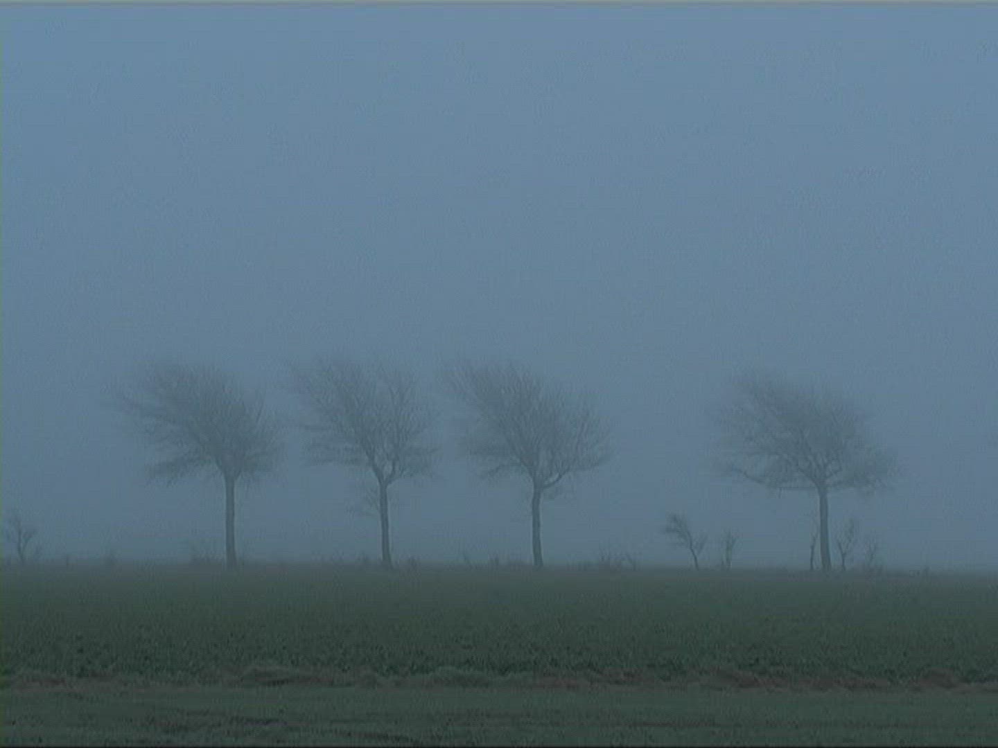 769035365 / Tree / Silhouette / Fog / Germany