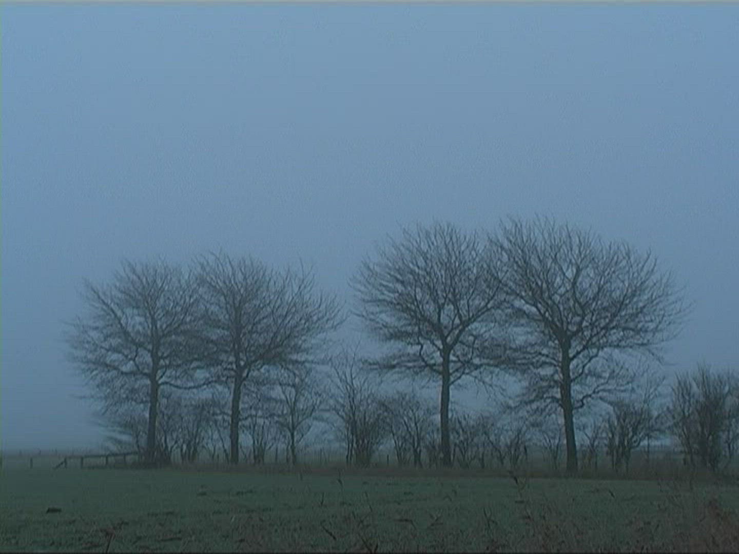 148594313 / Tree / Silhouette / Fog / Germany