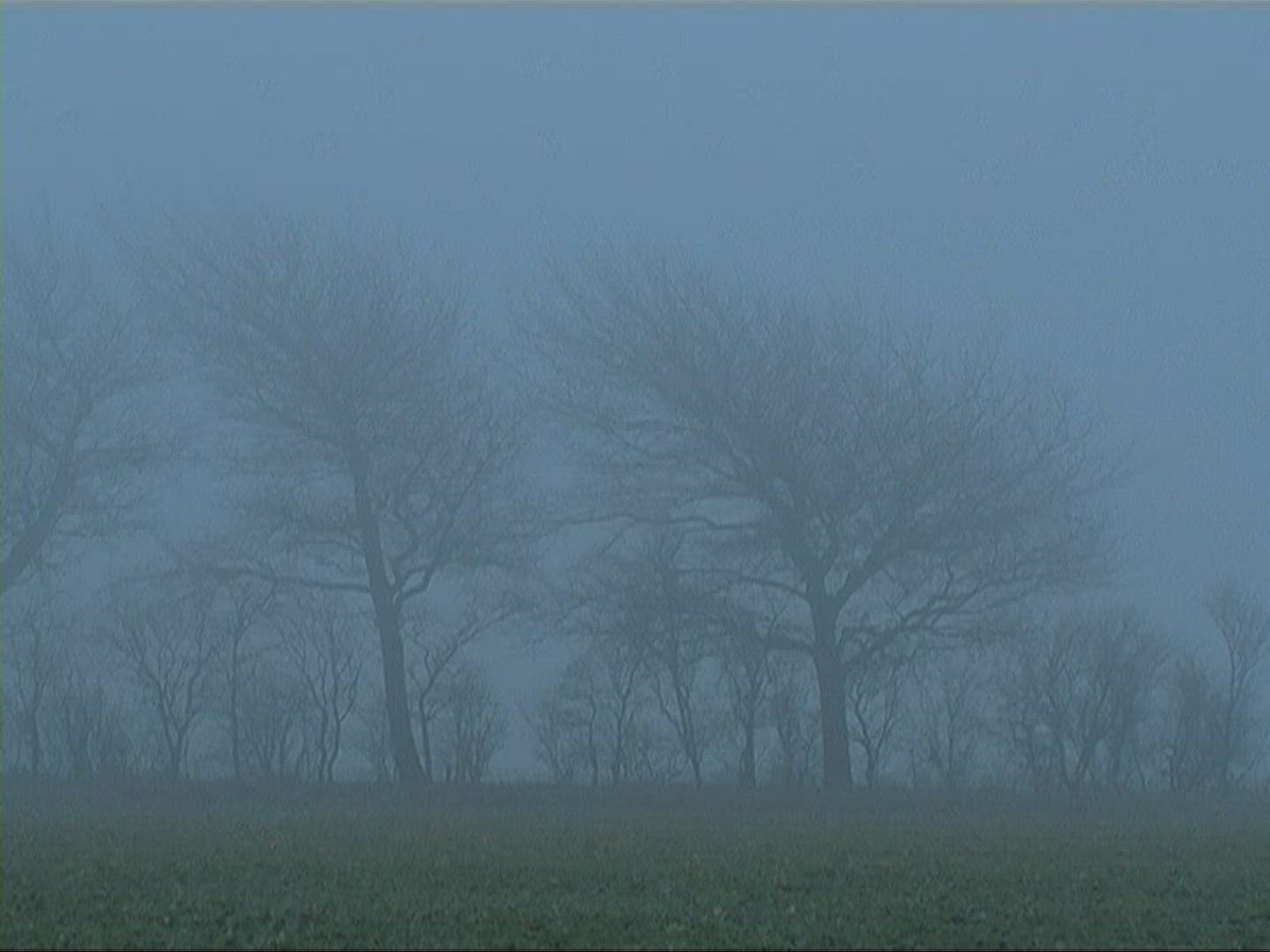 425168935 / Tree / Silhouette / Fog / Germany