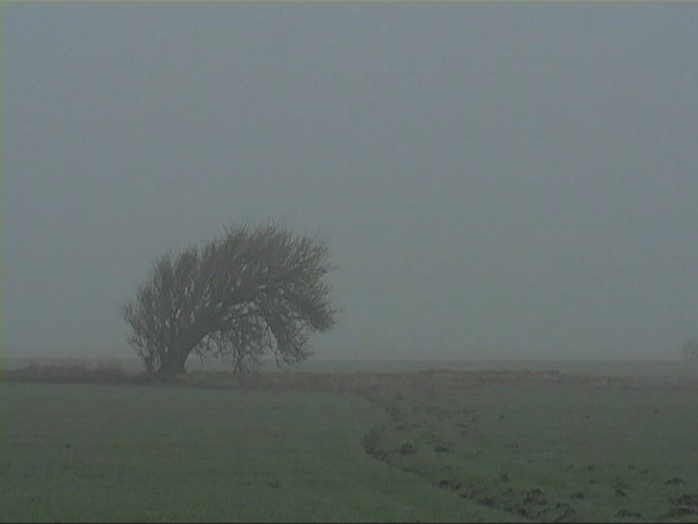 319936978 / Tree / Silhouette / Fog / Germany