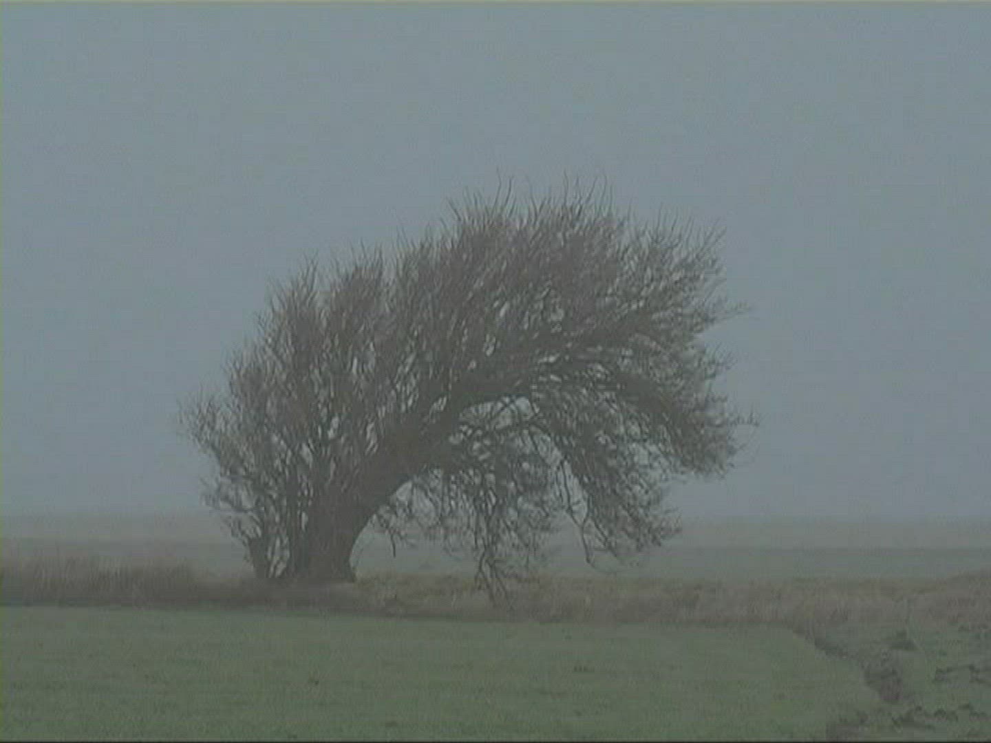 998097900 / Tree / Silhouette / Fog / Germany