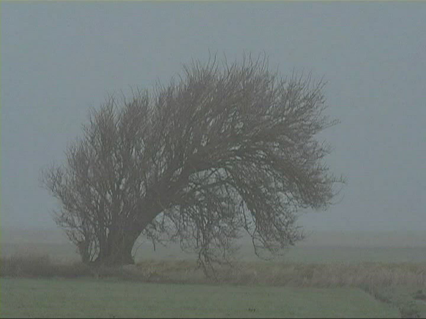 923969617 / Tree / Silhouette / Fog / Germany