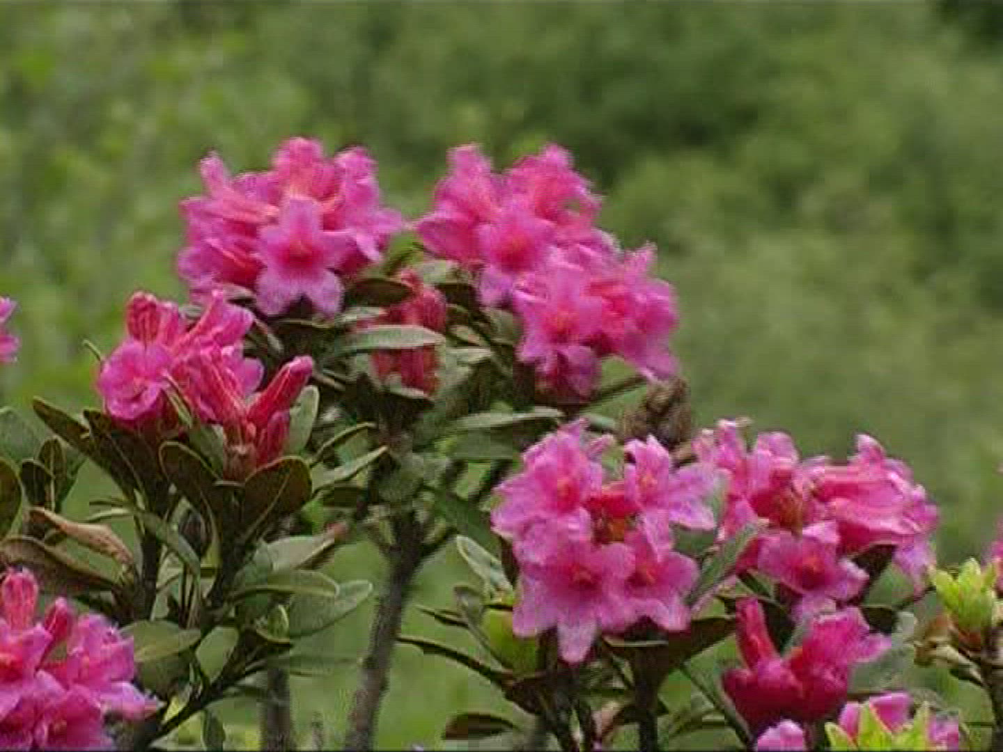 438317571 / Alpine Rose / Alps / Switzerland