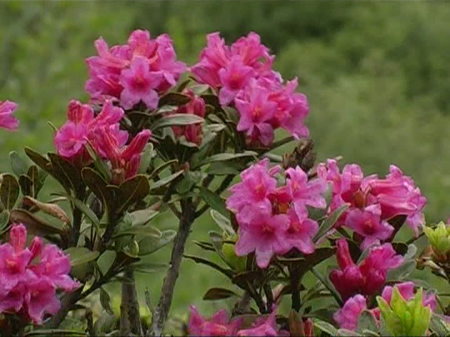 205523558 / Alpine Rose / Alps / Switzerland
