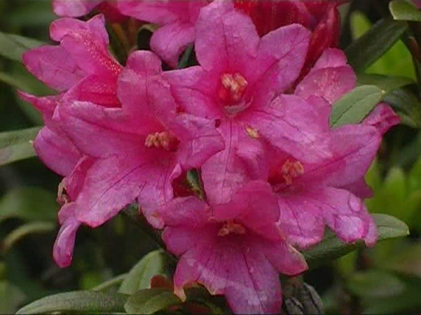 548207746 / Alpine Rose / Alps / Switzerland