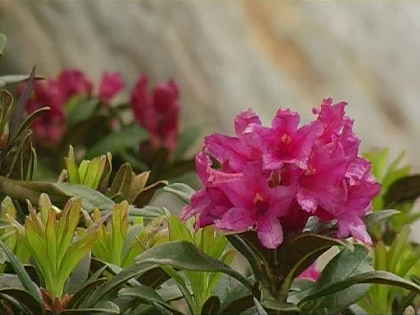 566071084 / Alpine Rose / Alps / Switzerland